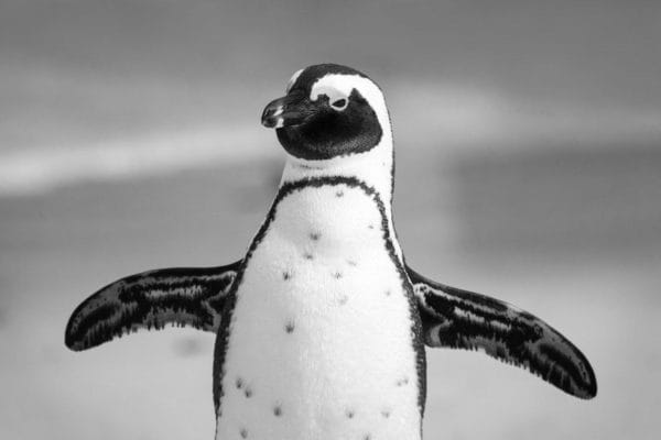 Sabe o que é bizarro? Tu tá aí lendo um artigo enquanto tem um pinguim procurando um Oceano Azul. Promete pra mim que você consegue repetir os passos do pinguim?