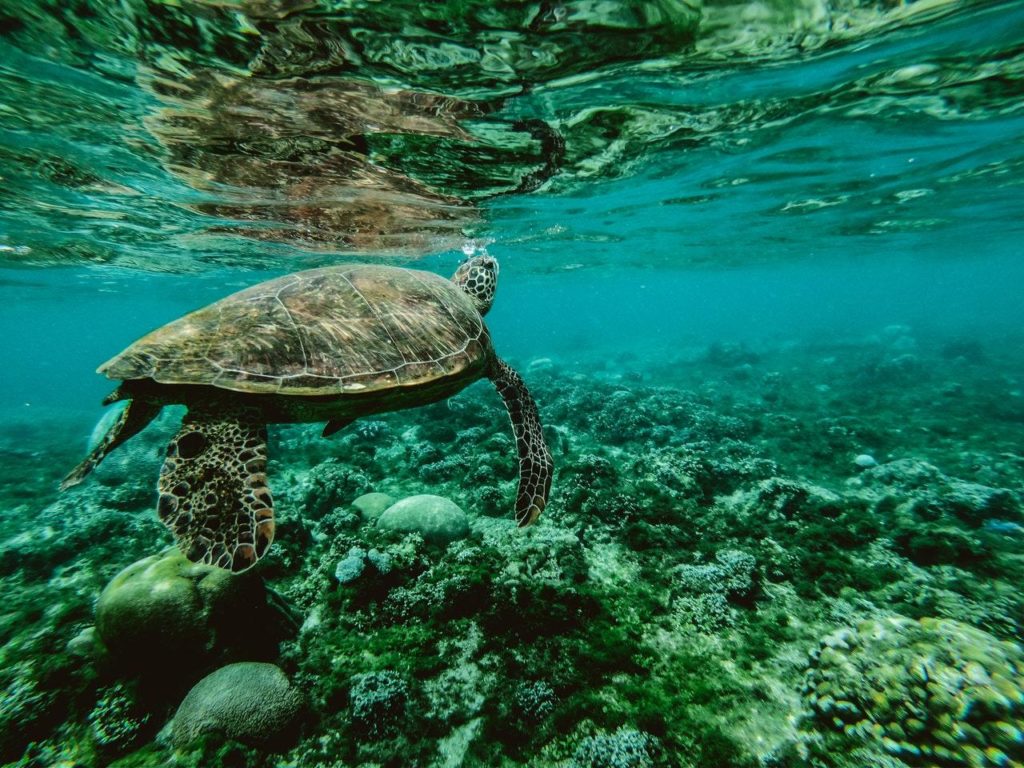 A Estratégia do Oceano Azul funciona por te colocar em águas límpidas, sem o sangue vermelho da concorrência.