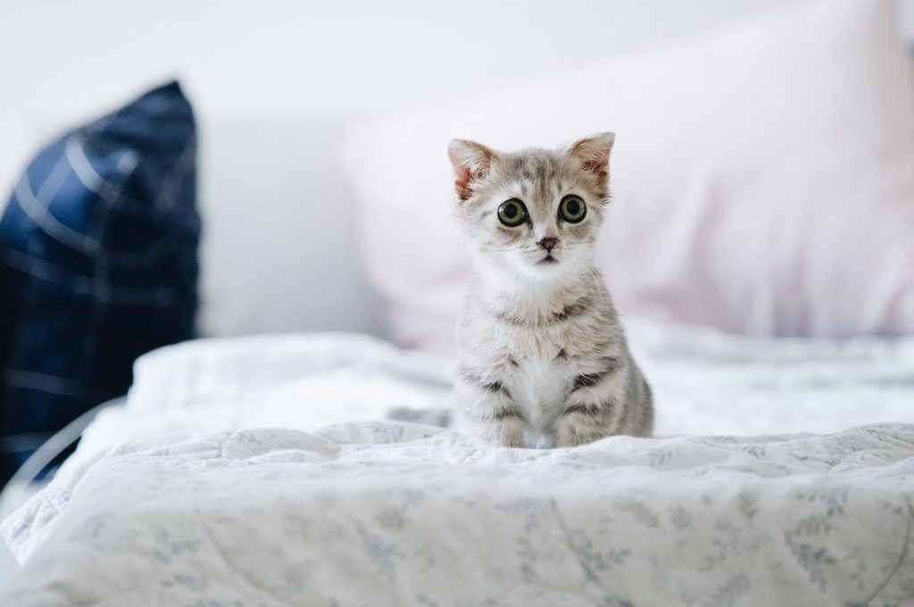 Esse é um gato assustado. Schrodinger tirou onda com a física quântica dizendo que o gato estaria vivo e morto dentro de uma caixa com veneno.